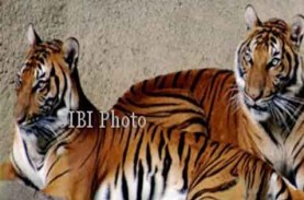 Harimau Jawa di Meru Betiri Dipantau CCTV